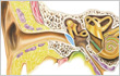 Anatomy