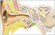 Outer ear
