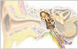 Middle ear