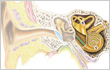 Inner ear