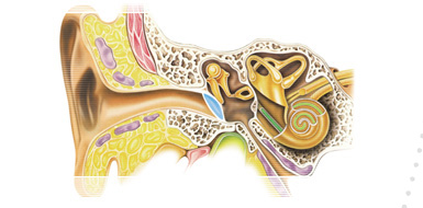 Anatomy