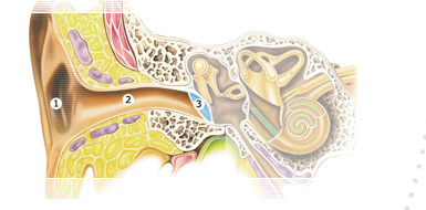 Outer ear