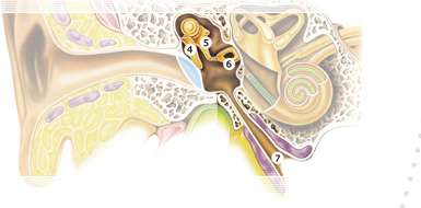 Middle ear