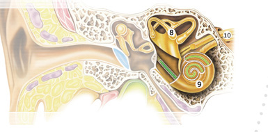 Inner ear