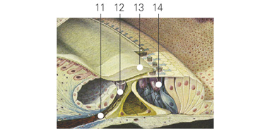 Organ of Corti
